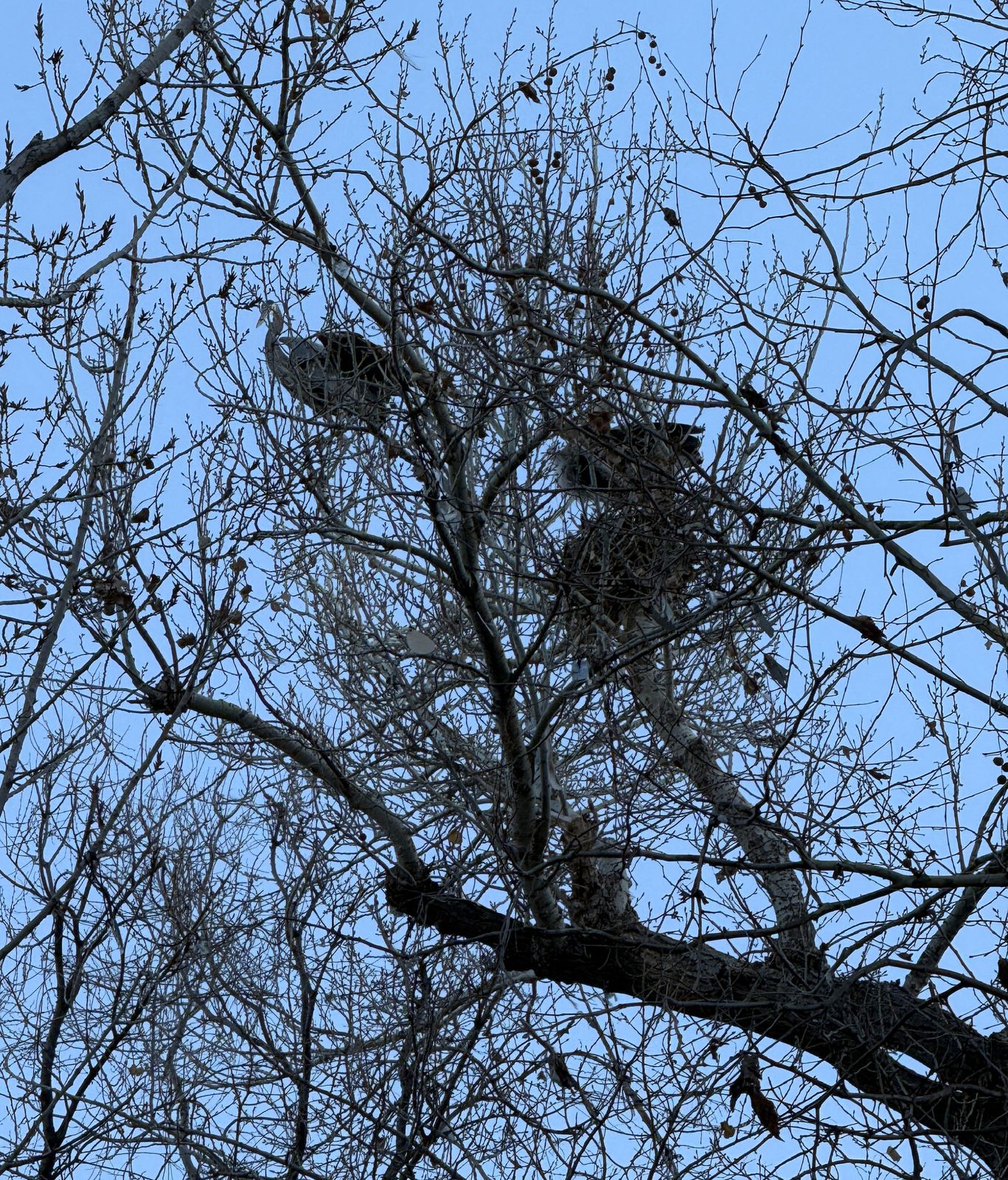 Blue Heron Nesting in campsite close to us.